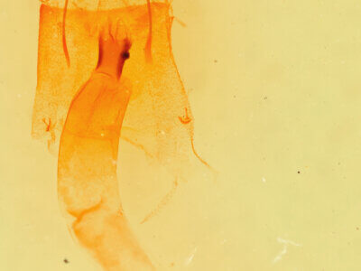 genitalia view of adult Galenara sp.