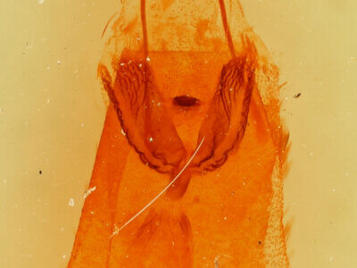 genitalia view of adult Mericisca gracea