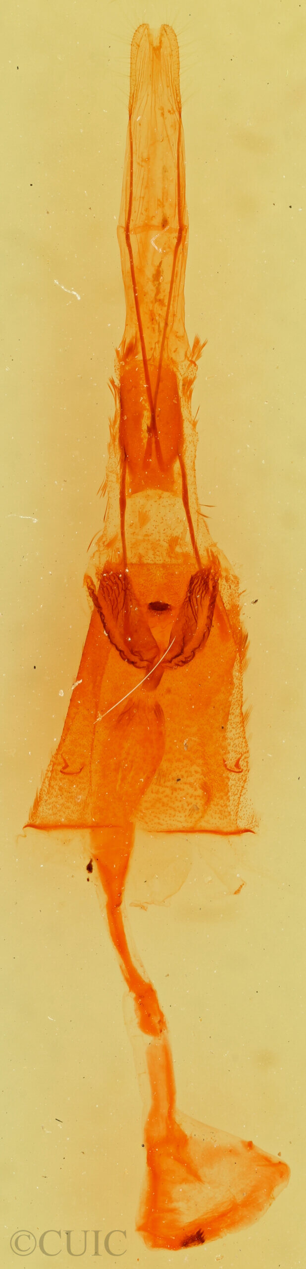 genitalia view of adult Mericisca gracea