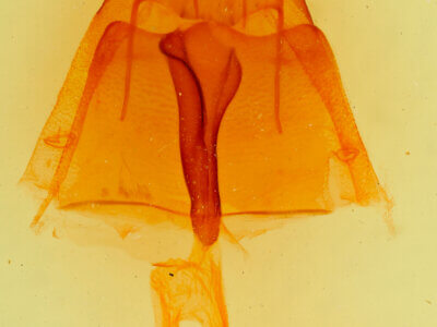 genitalia view of adult Agrotisia sp.