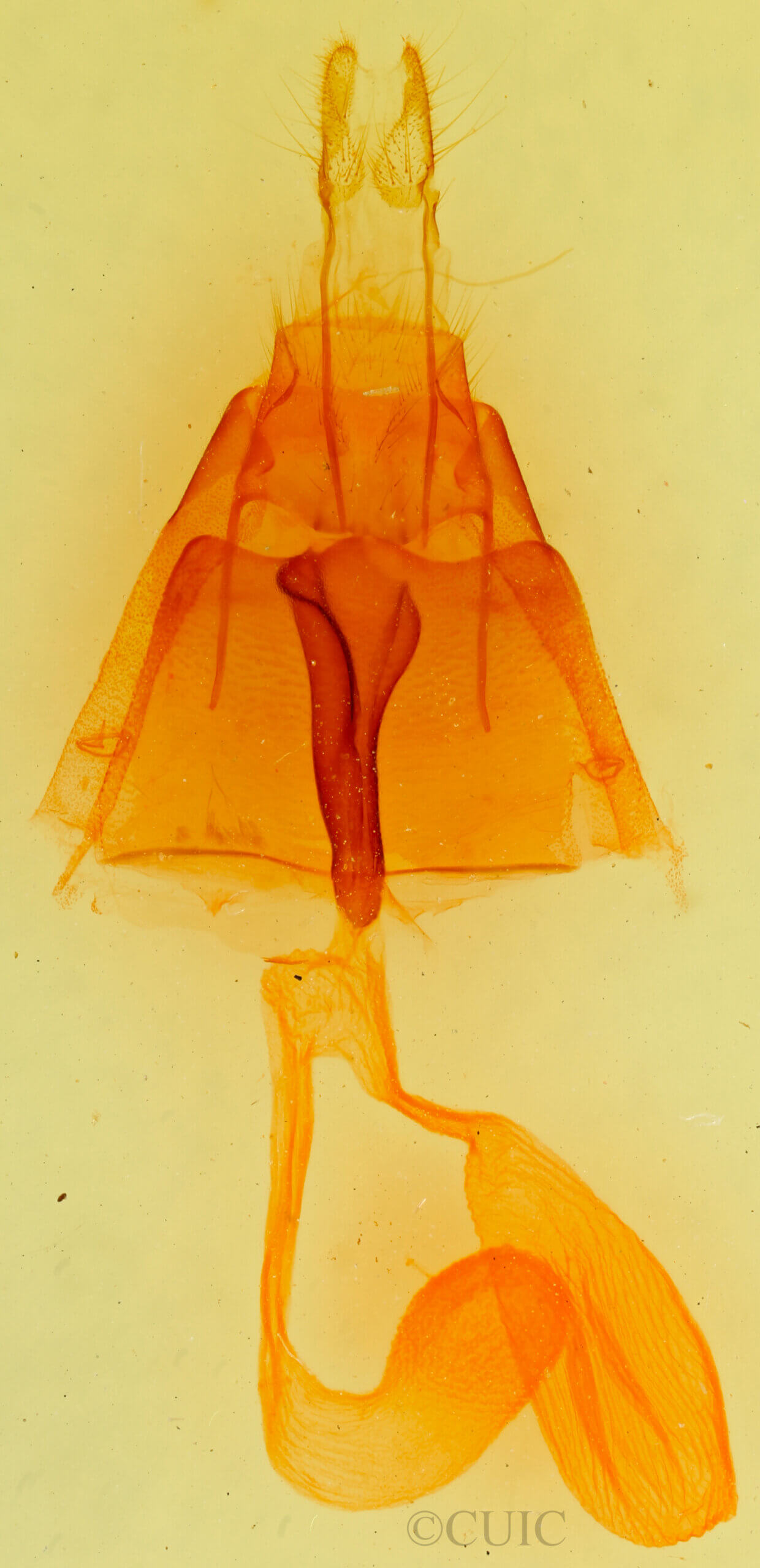 genitalia view of adult Agrotisia sp.
