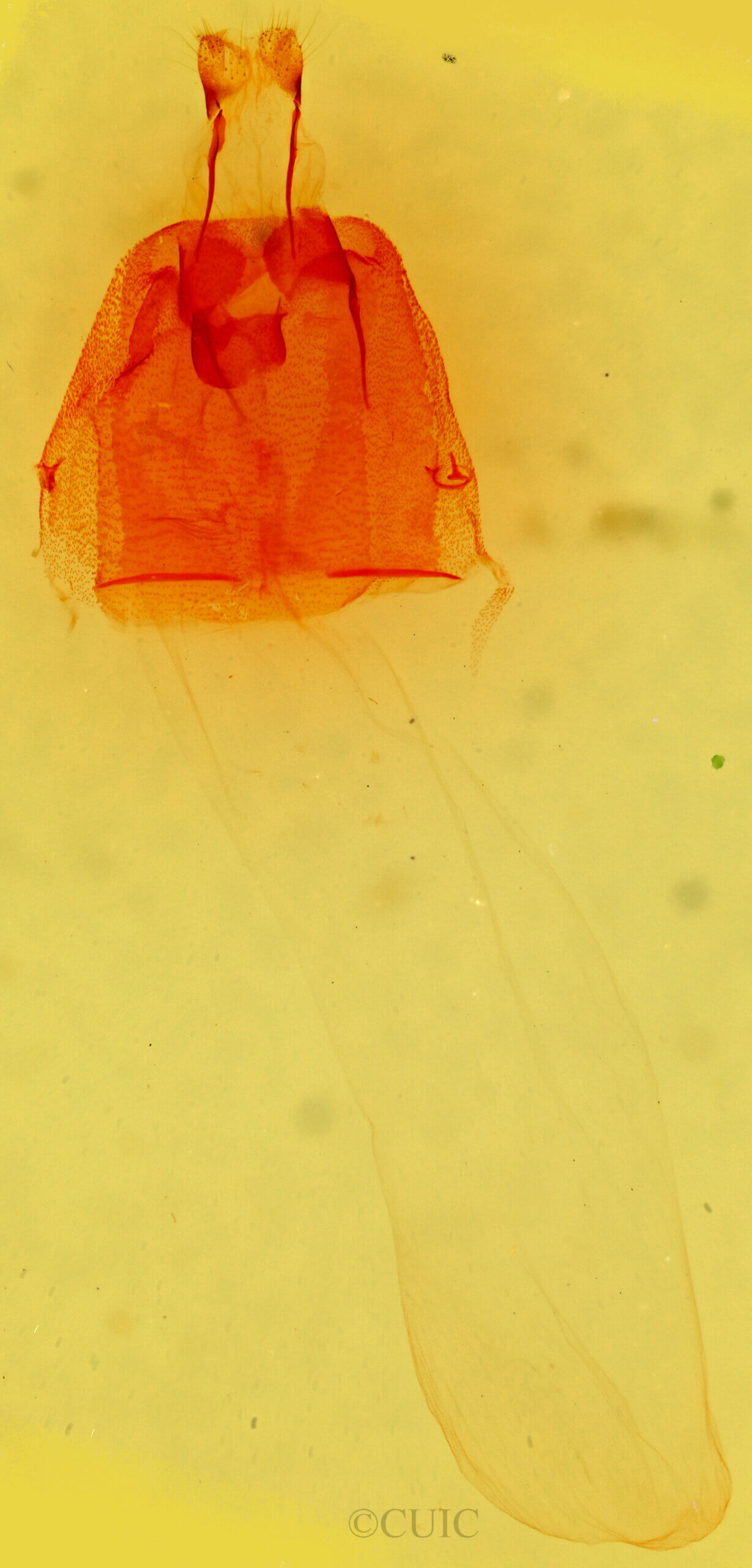 genitalia view of adult Condica sp.