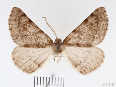 dorsal view of adult Meris sp.
