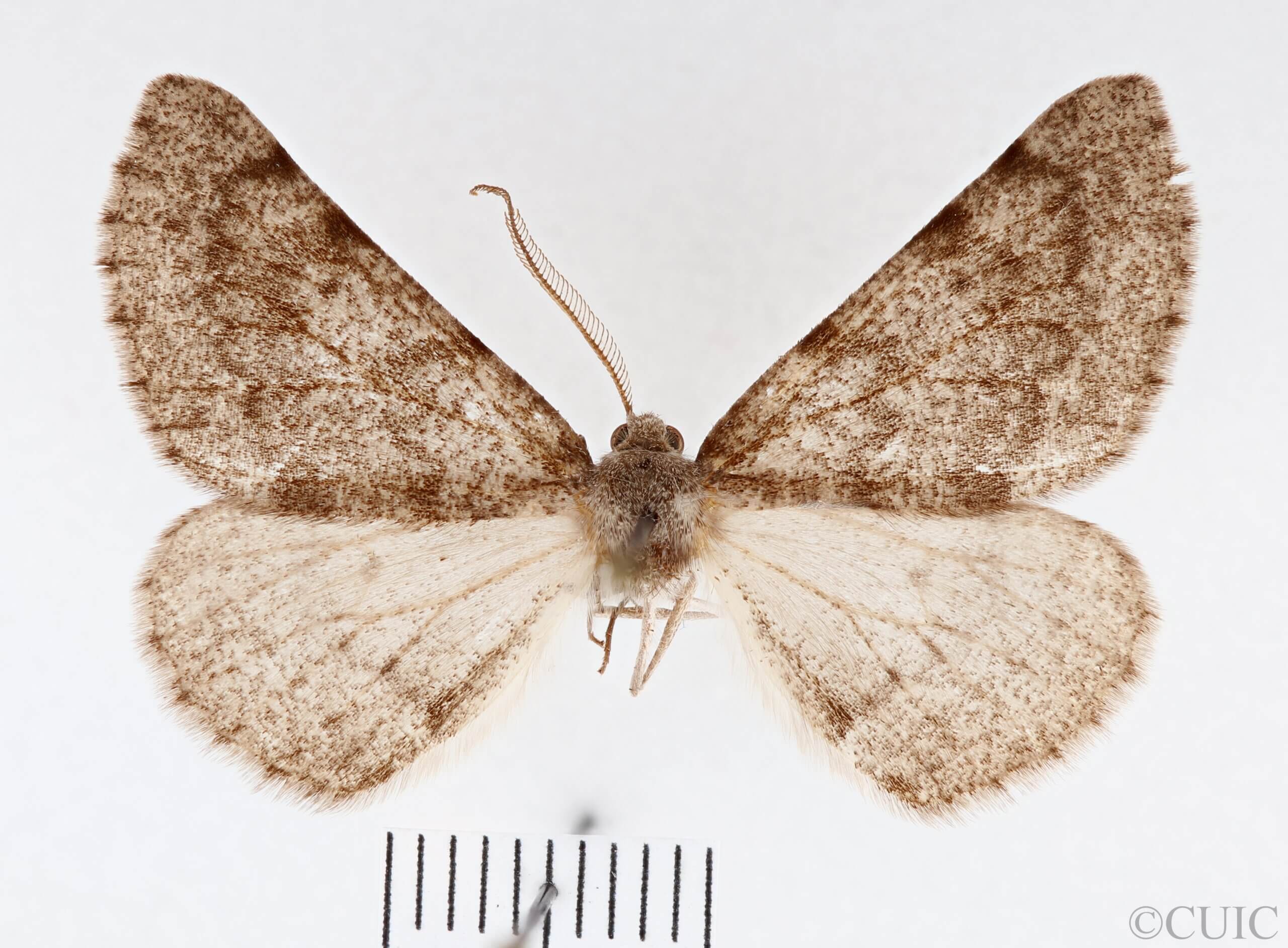 dorsal view of adult Meris sp.