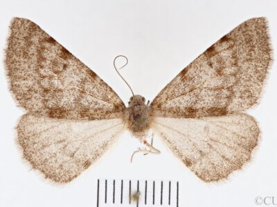 dorsal view of adult Meris sp.