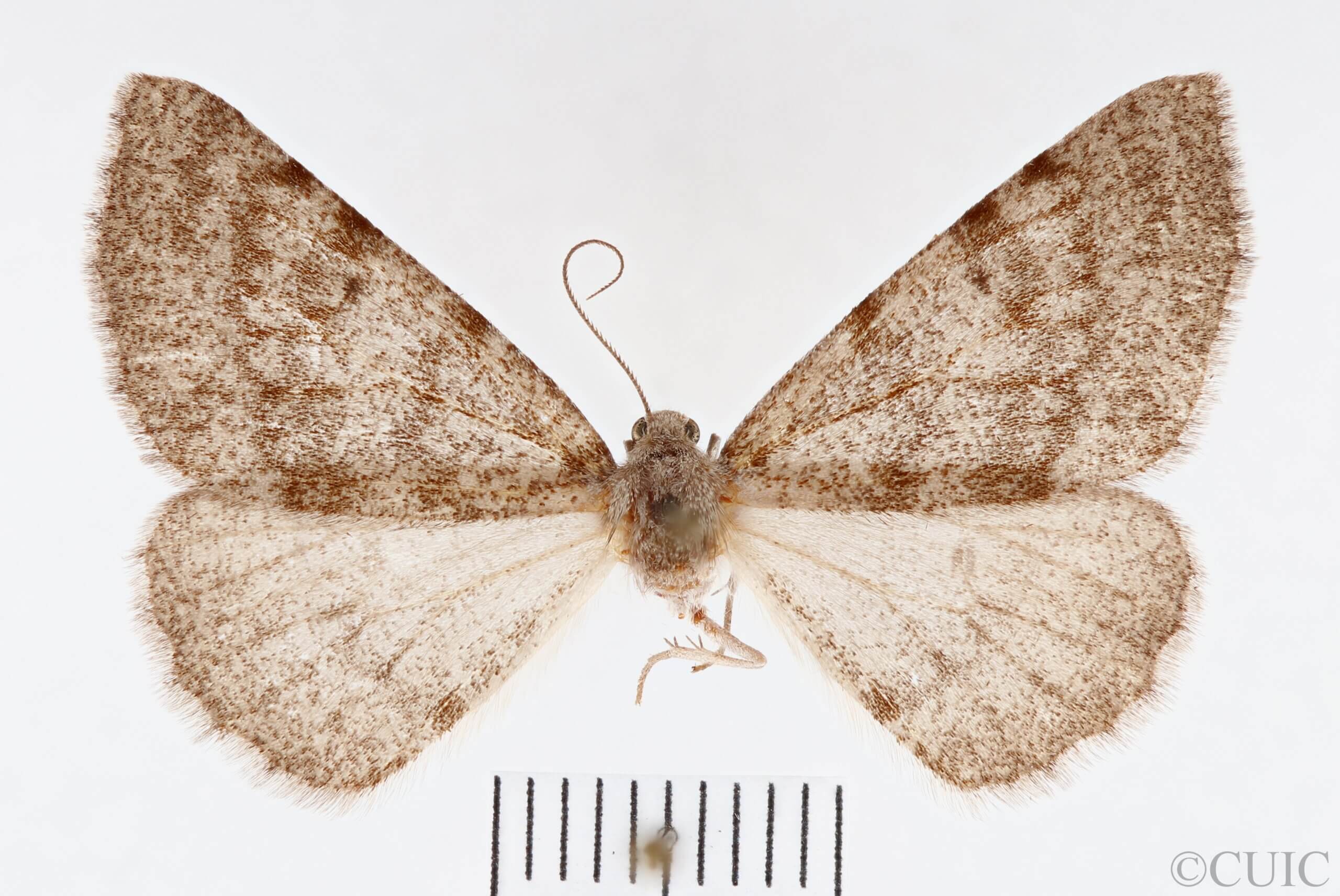 dorsal view of adult Meris sp.