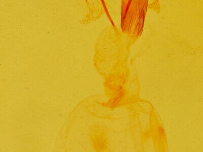 genitalia view of adult Xantholita n. gen.