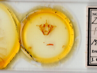 slide view of adult Datana n. sp. ? Ariz