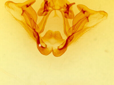 genitalia view of adult Datana n. sp. ? Ariz
