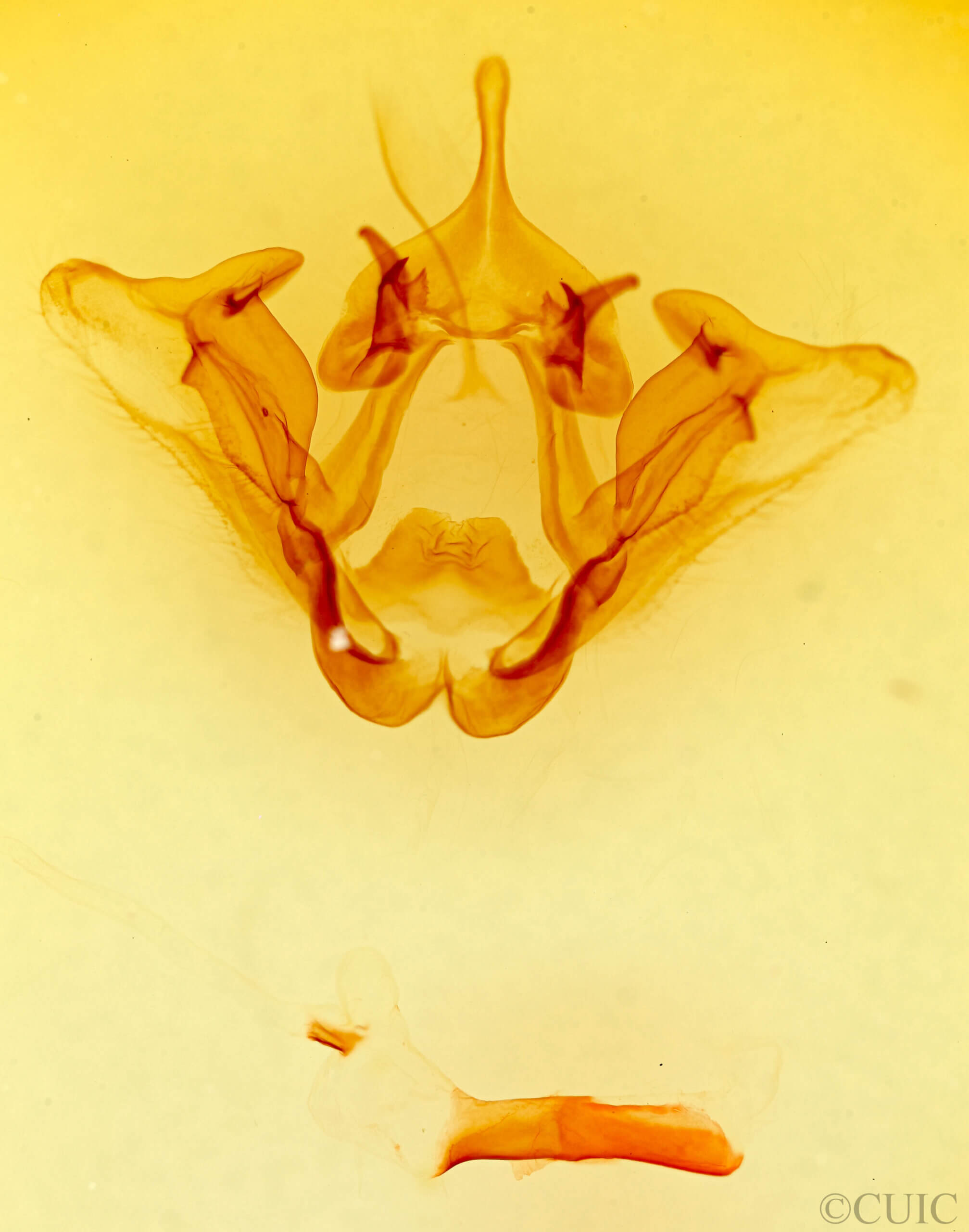 genitalia view of adult Datana n. sp. ? Ariz