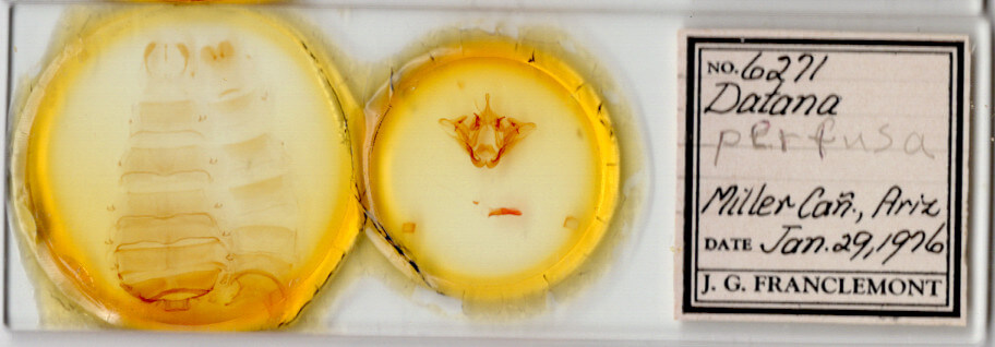 slide view of adult Datana n. sp. ? Ariz