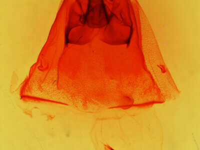 genitalia view of adult Euhyparpax rosea