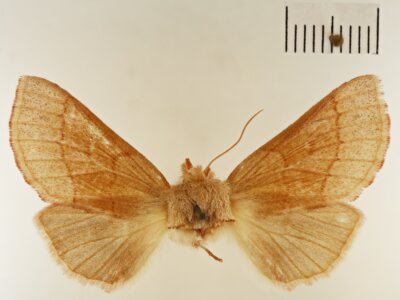 dorsal view of adult Euhyparpax rosea