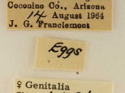 label view of adult Euhyparpax rosea