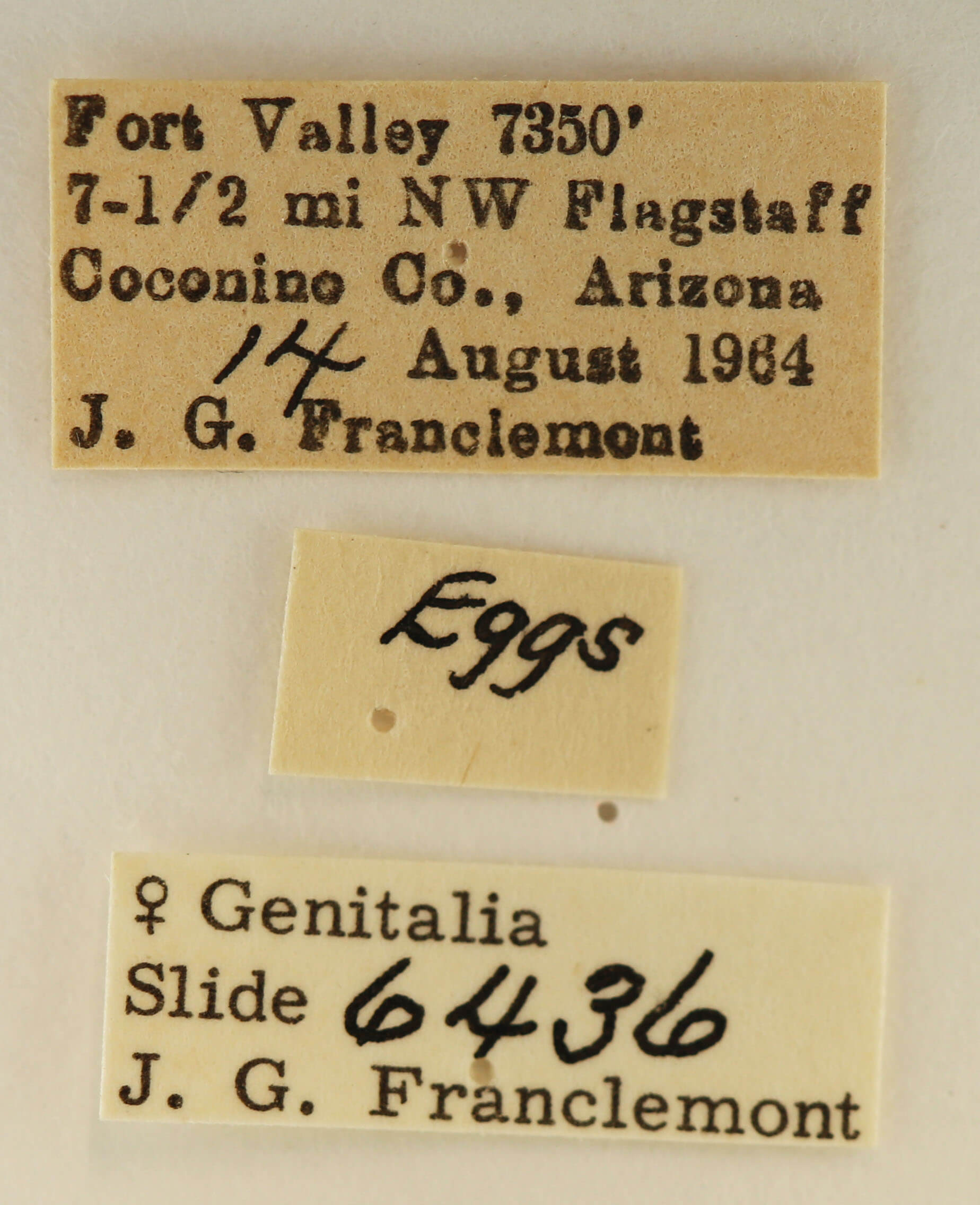 label view of adult Euhyparpax rosea