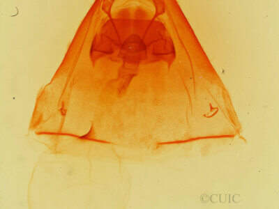 genitalia view of adult Hyparpax aurora