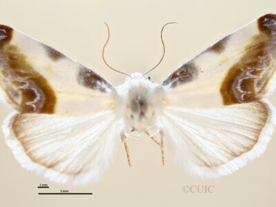 dorsal view of adult Acontia chea