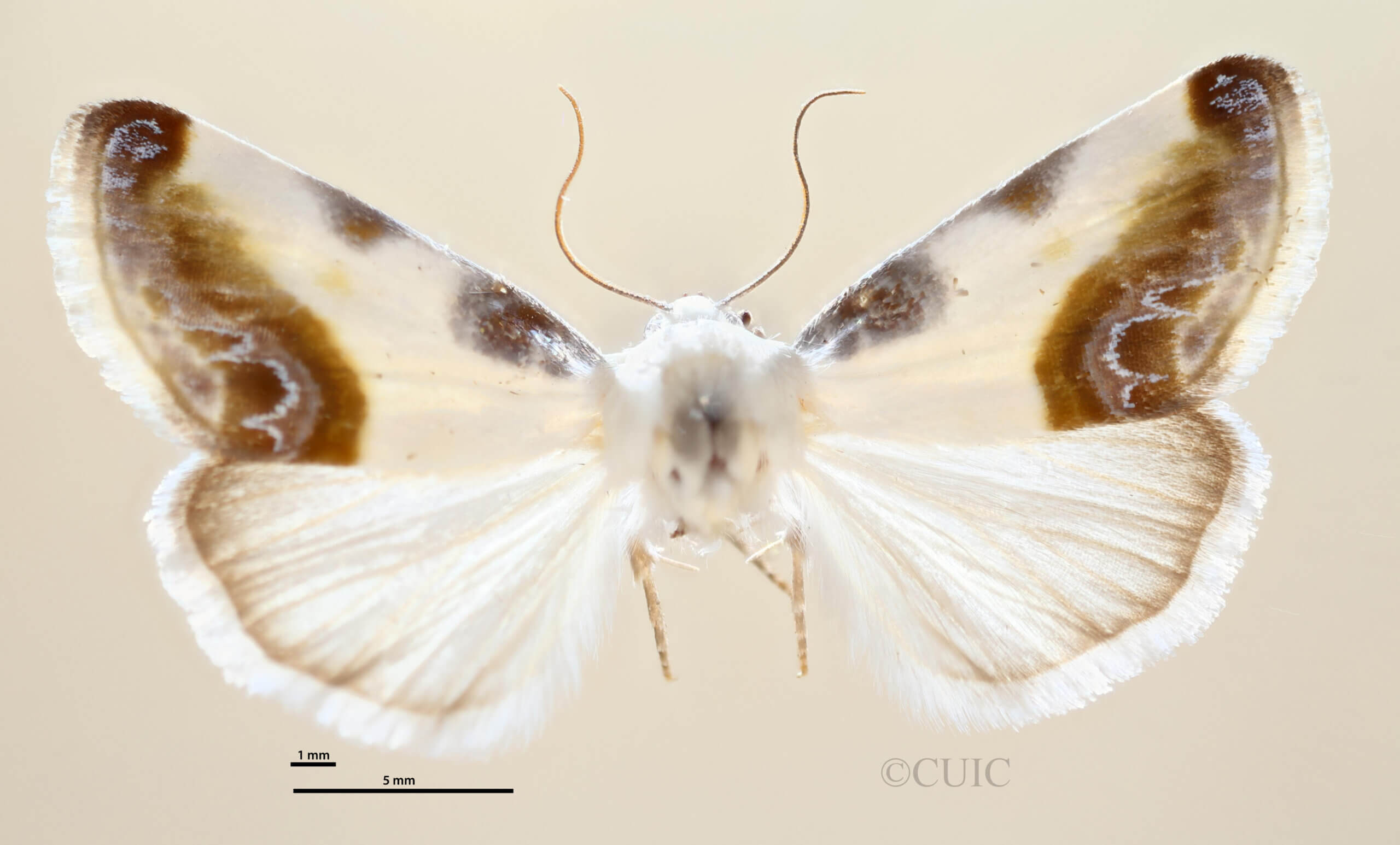 dorsal view of adult Acontia chea