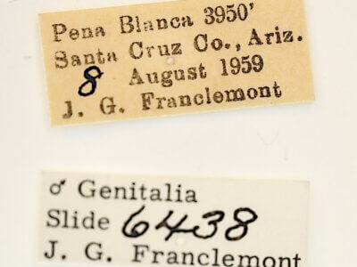 label view of adult Acontia chea