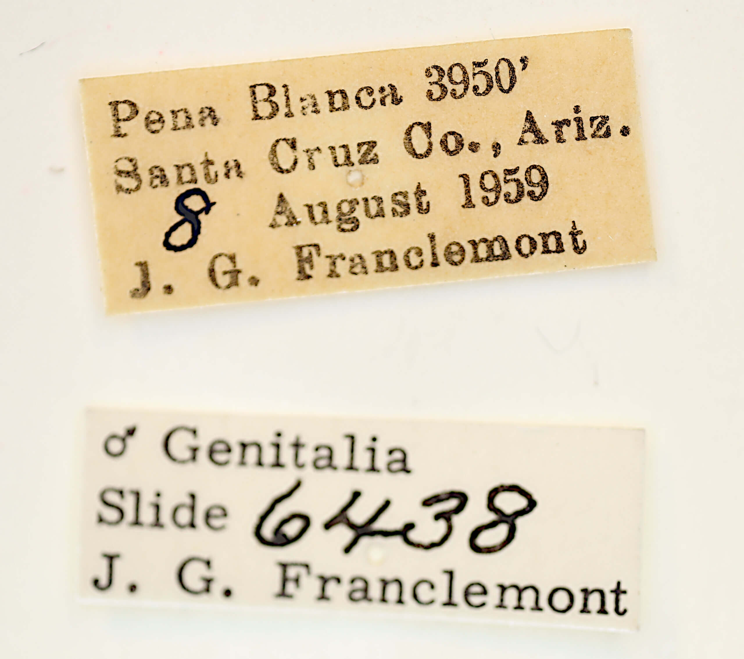 label view of adult Acontia chea