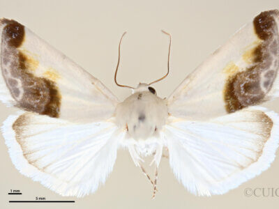 dorsal view of adult Acontia cretata