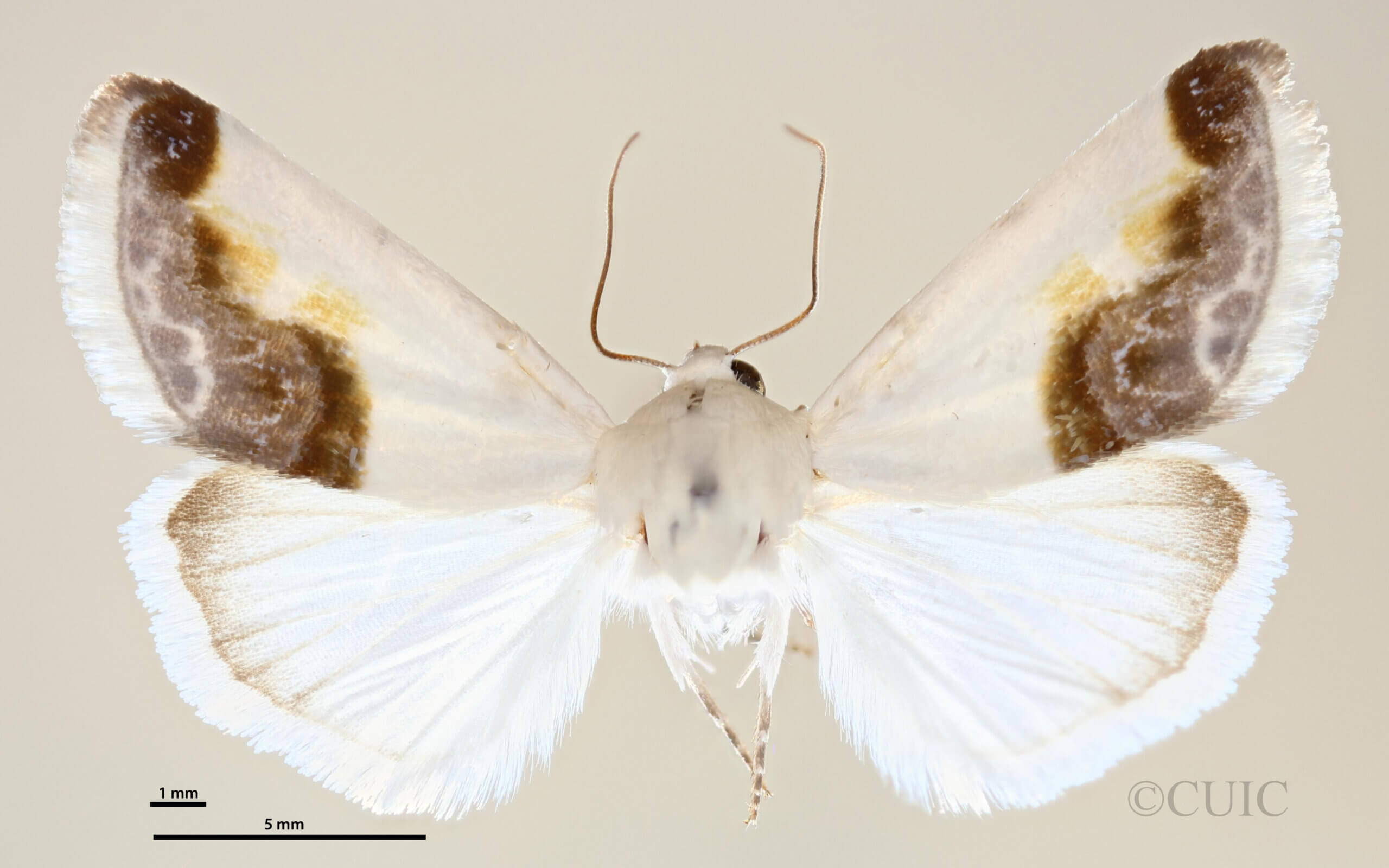 dorsal view of adult Acontia cretata