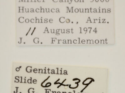 label view of adult Acontia cretata