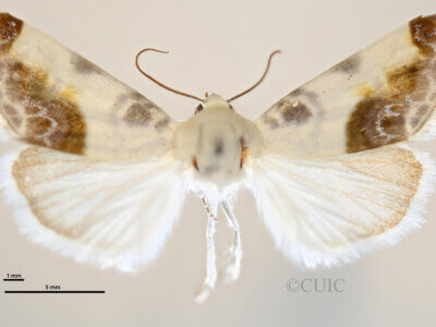 dorsal view of adult Acontia cretata