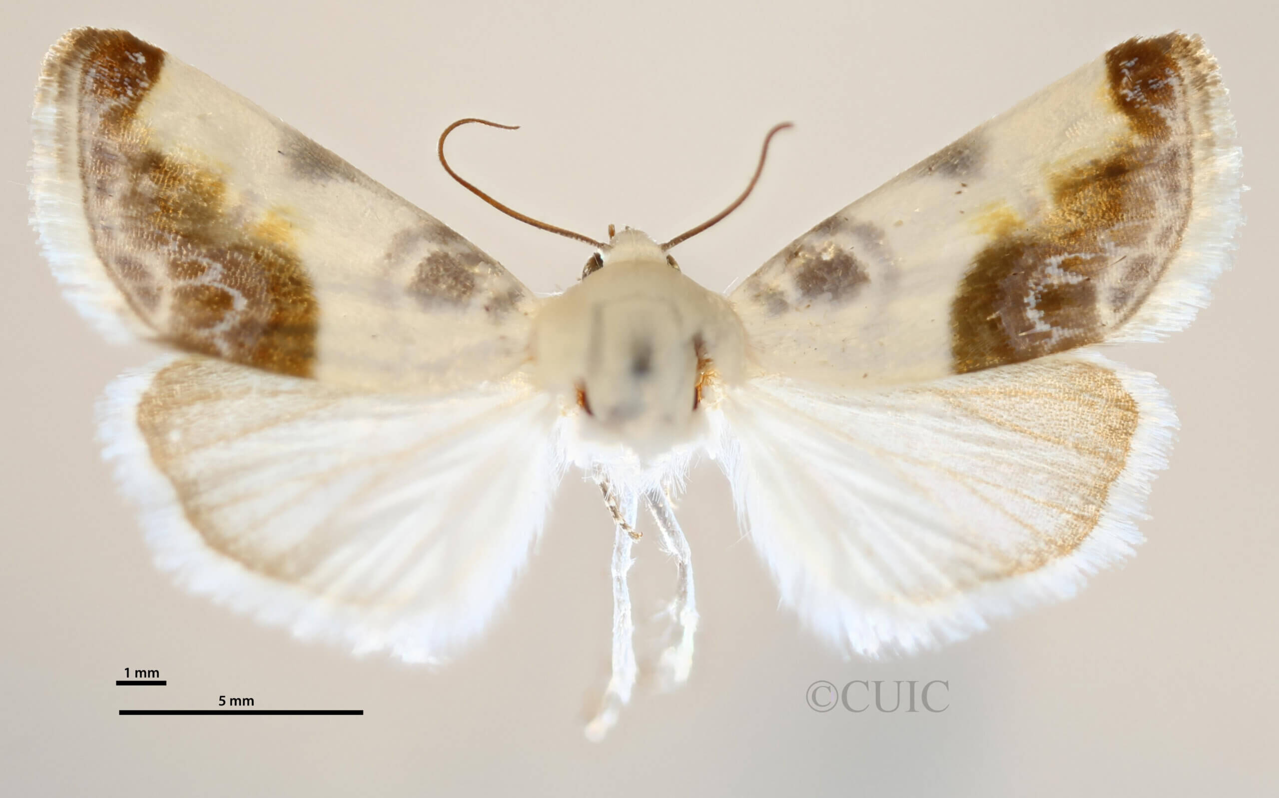 dorsal view of adult Acontia cretata
