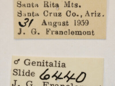 label view of adult Acontia cretata