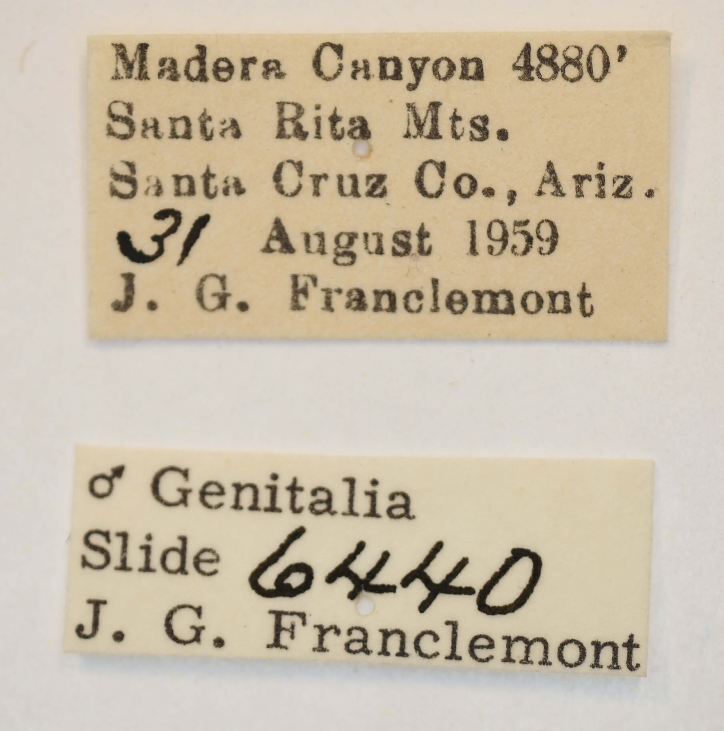 label view of adult Acontia cretata