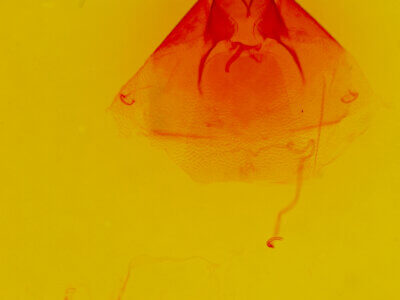 genitalia view of adult Eudryas unio