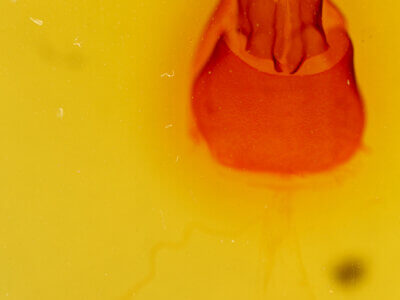 genitalia view of adult Eudryas grata