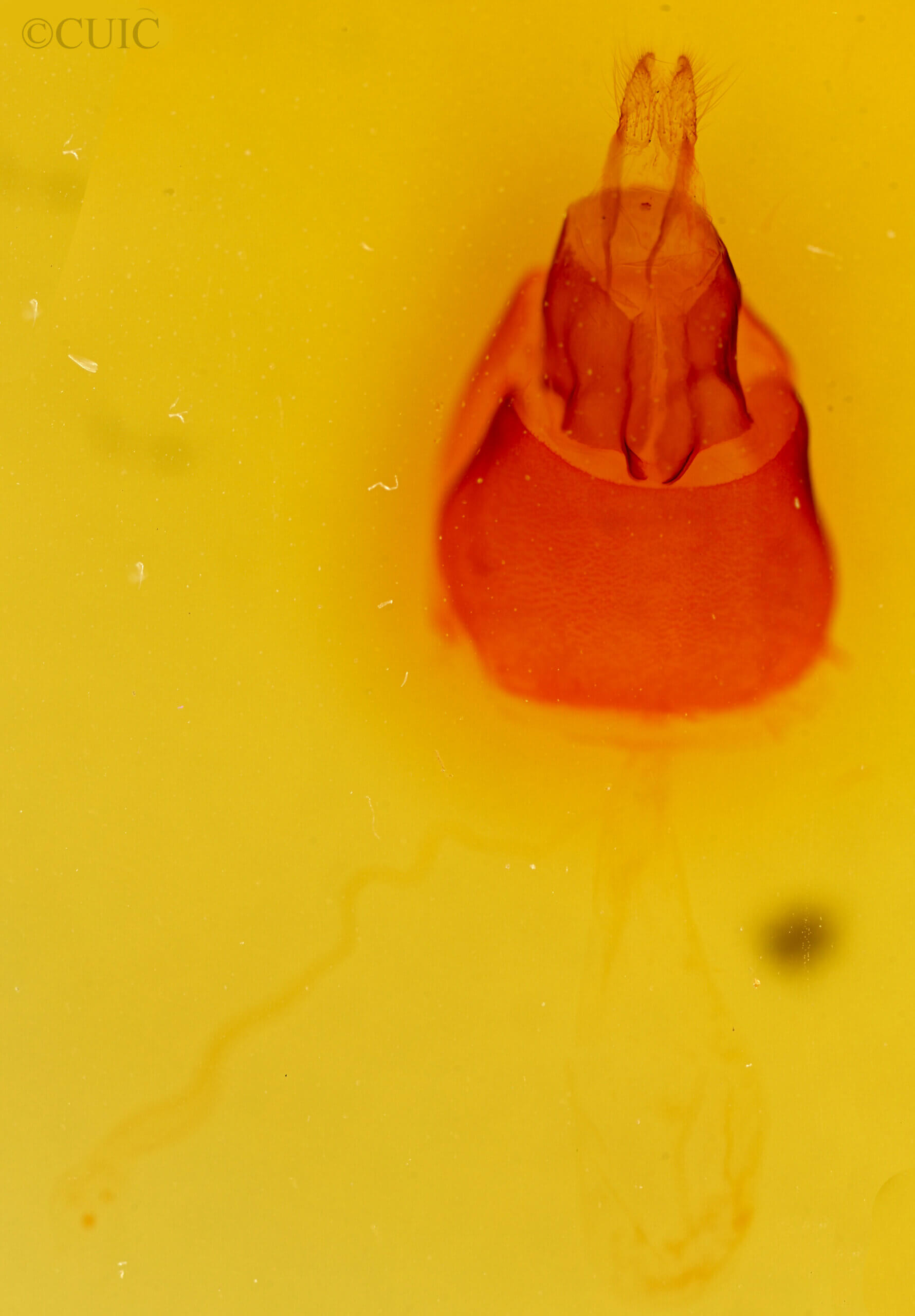 genitalia view of adult Eudryas grata