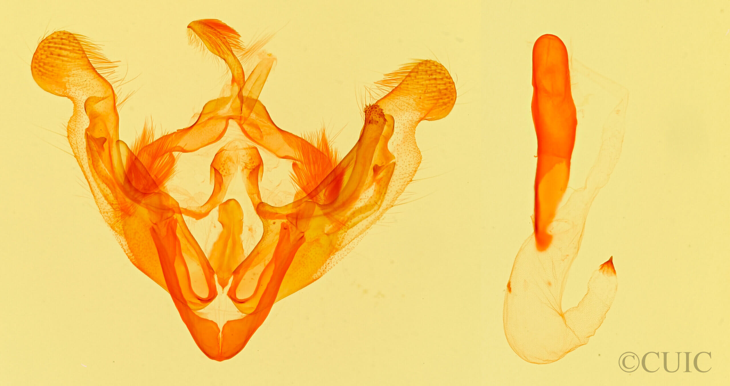 genitalia view of adult Anarta projecta