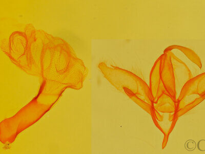 genitalia view of adult Idia sp.