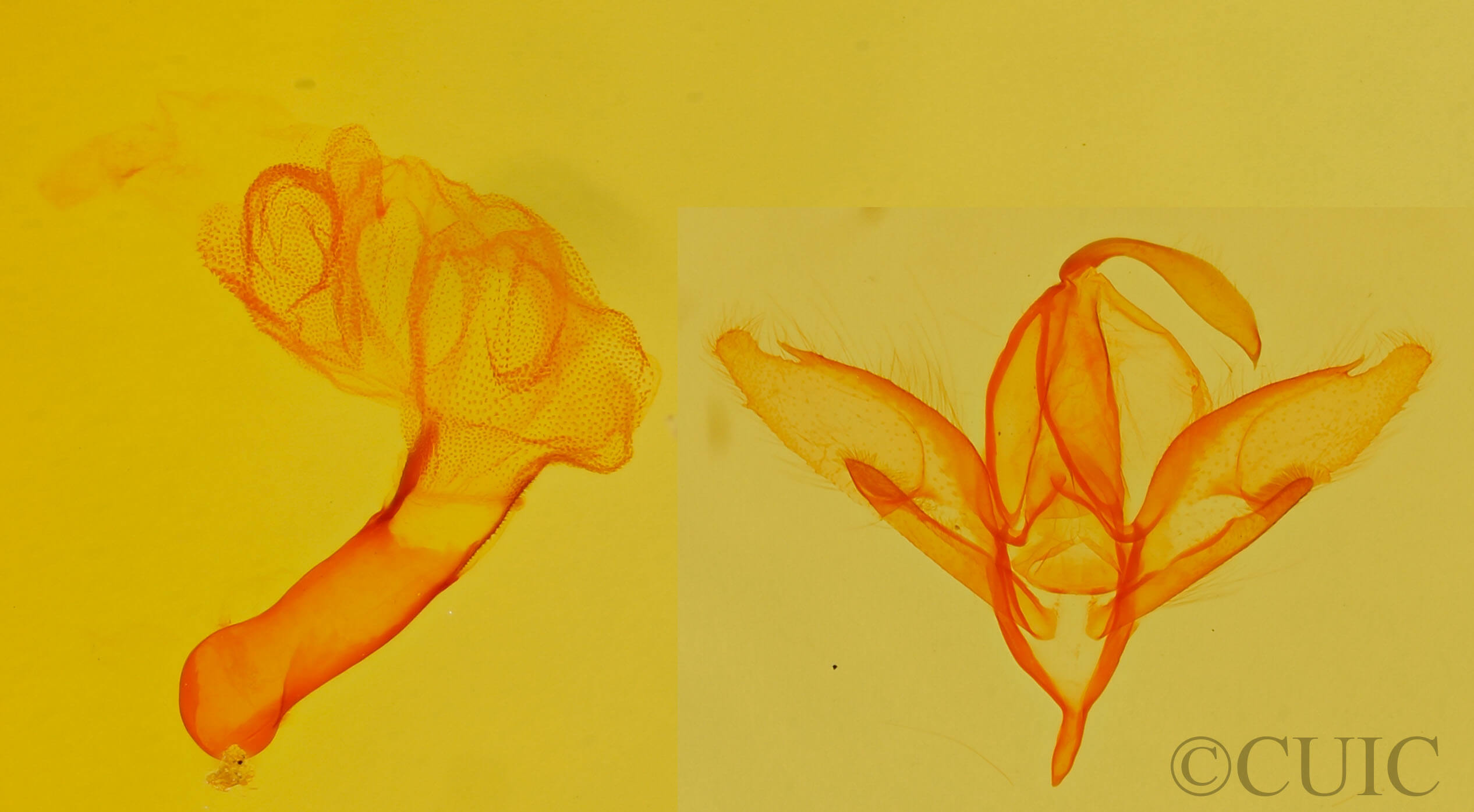 genitalia view of adult Idia sp.