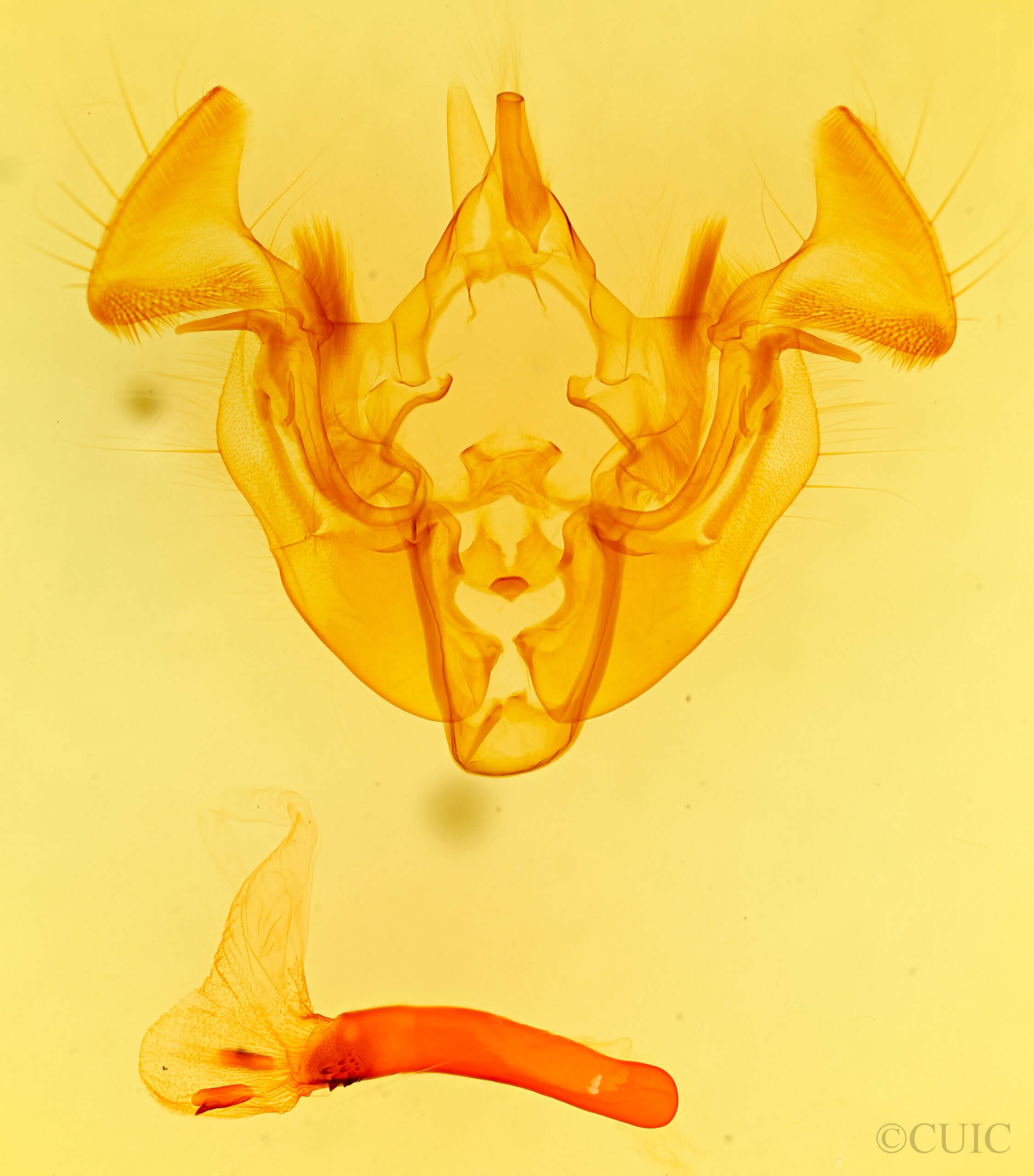 genitalia view of adult Apamea lateritia