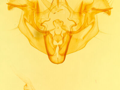 genitalia view of adult Apamea cogitata