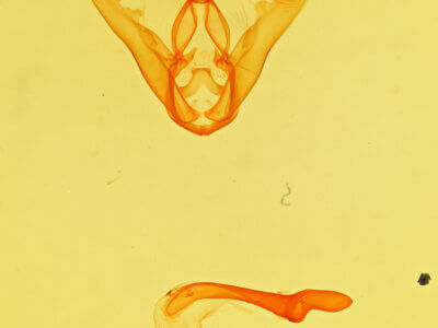 genitalia view of adult Lesmone sp.
