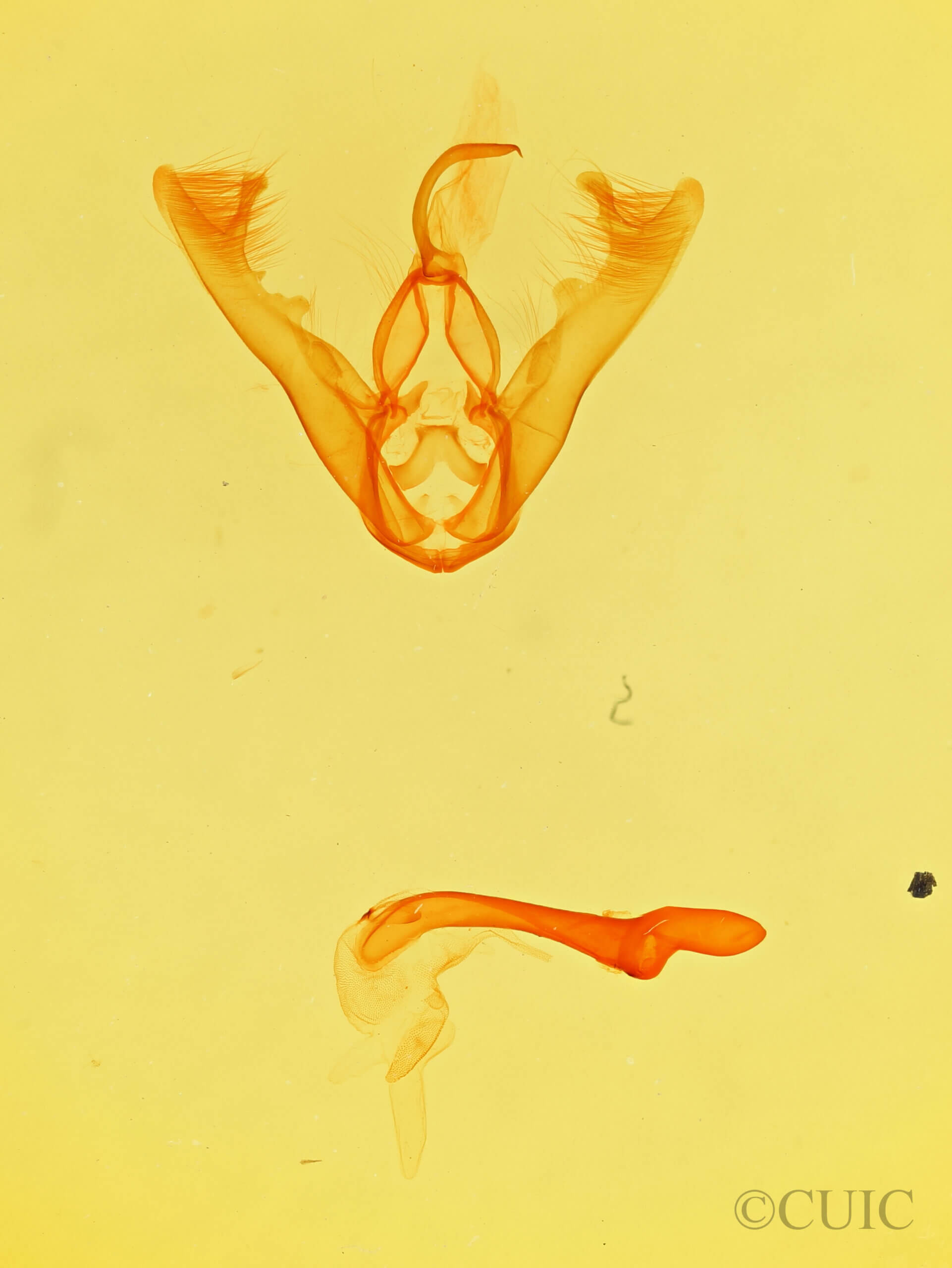 genitalia view of adult Lesmone sp.