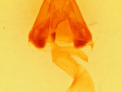 genitalia view of adult Lesmone sp.