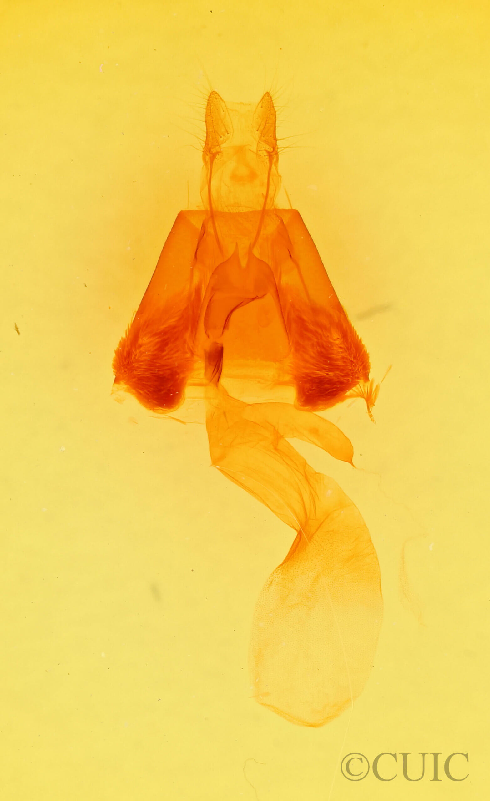 genitalia view of adult Lesmone sp.