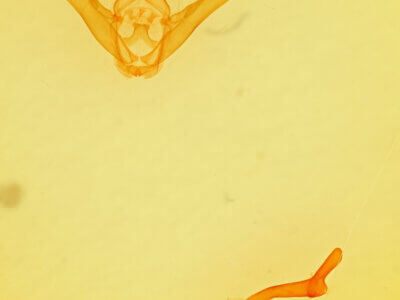 genitalia view of adult Lesmone sp.