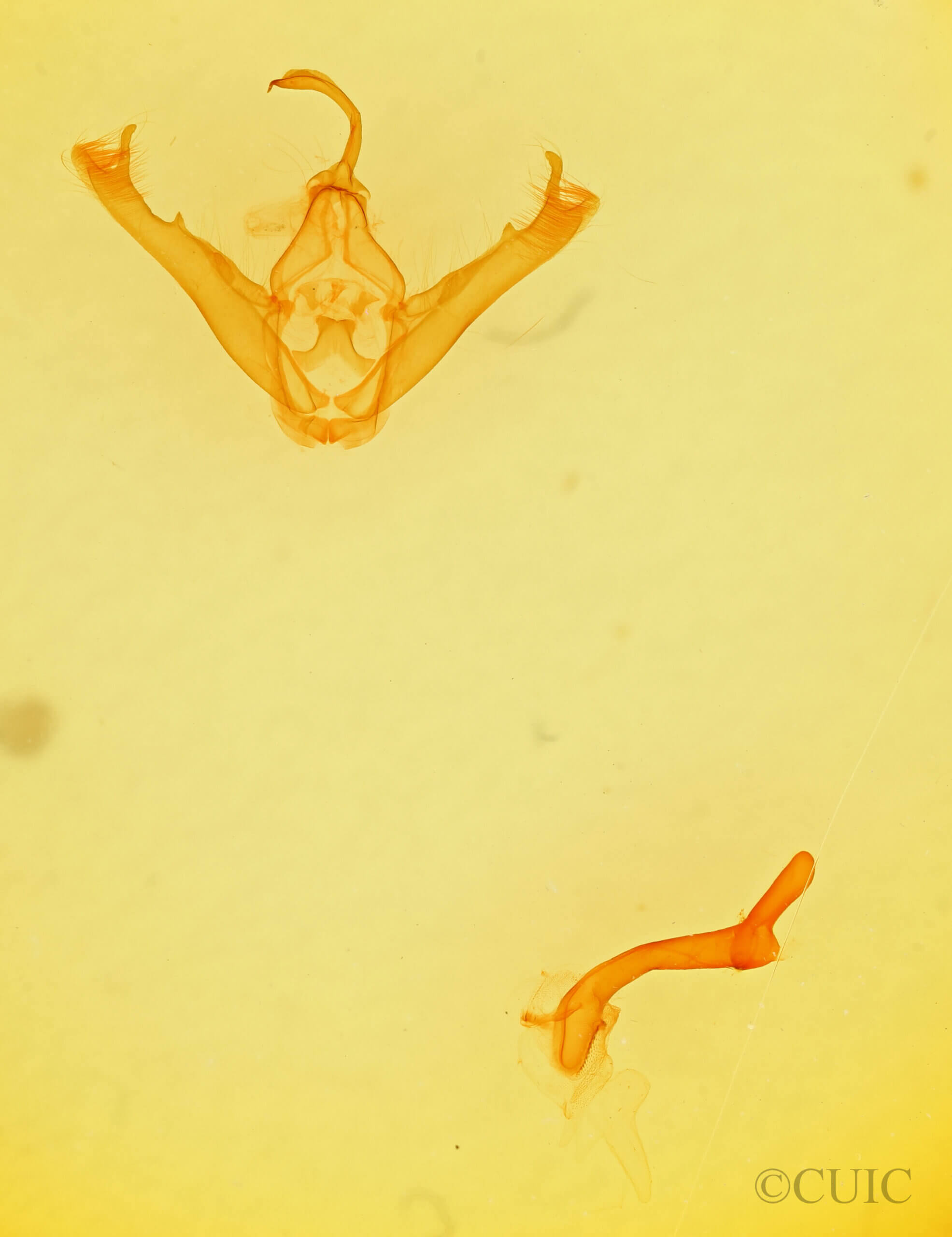 genitalia view of adult Lesmone sp.