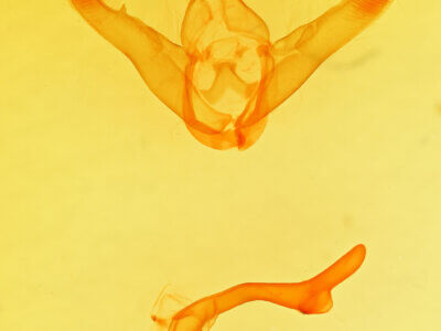 genitalia view of adult Lesmone sp.