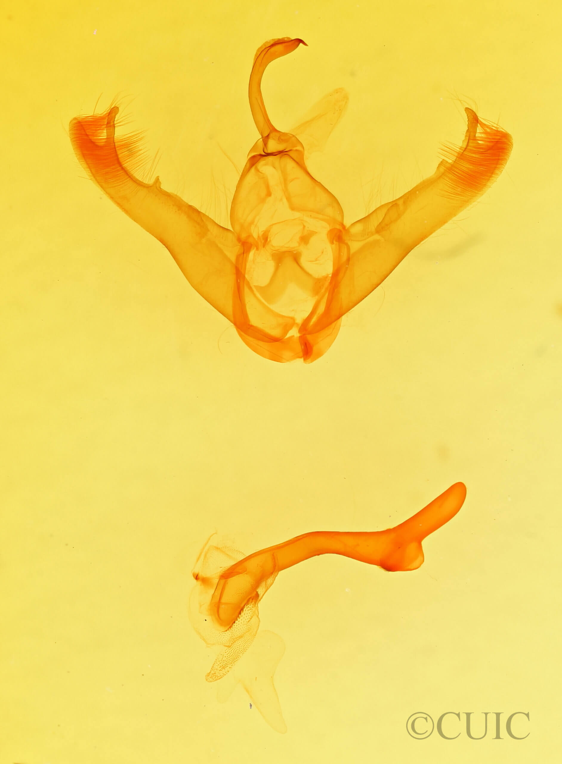 genitalia view of adult Lesmone sp.