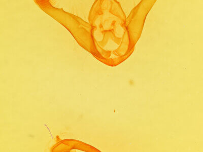 genitalia view of adult Lesmone sp.
