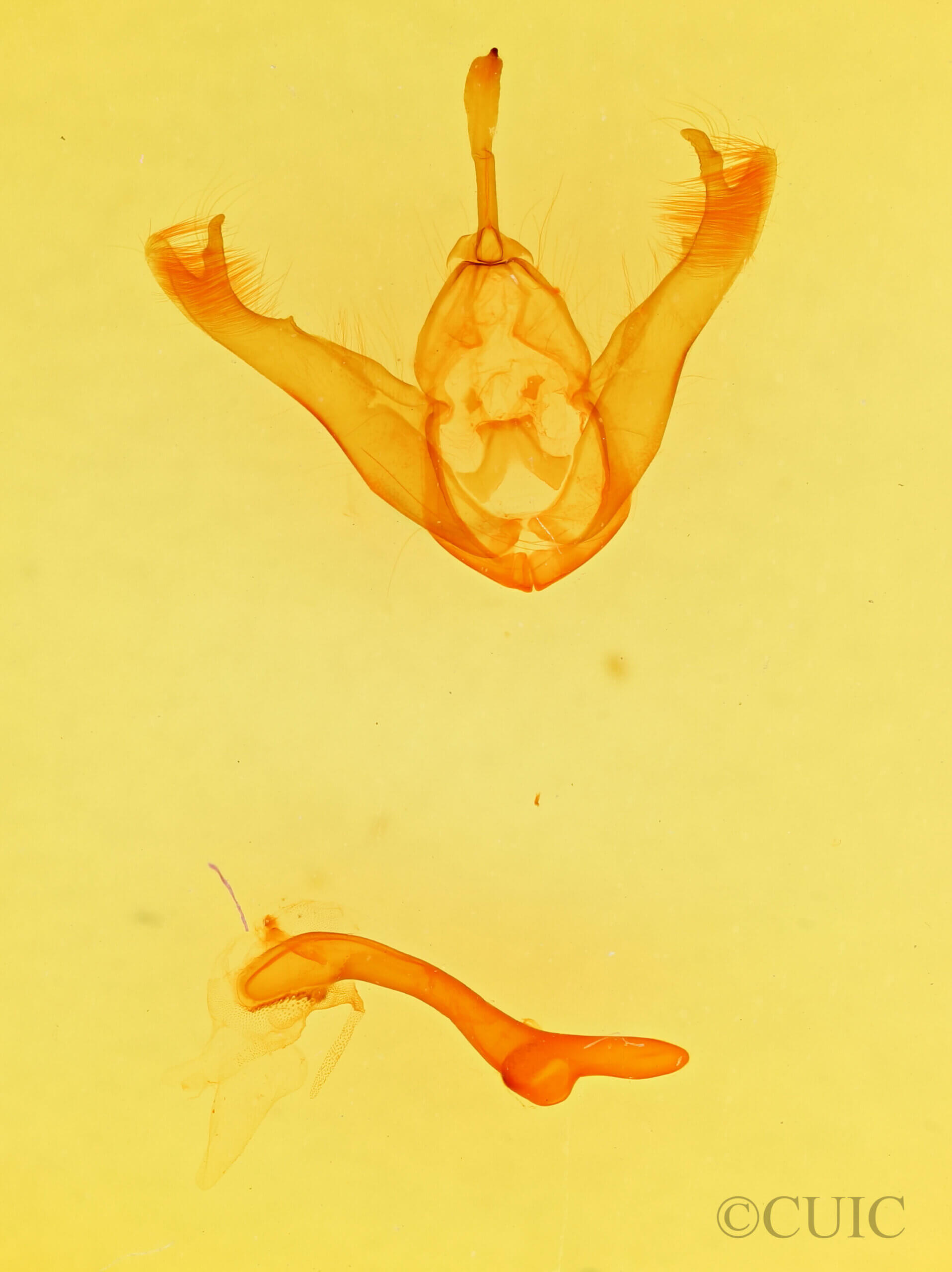 genitalia view of adult Lesmone sp.