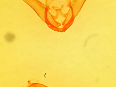 genitalia view of adult Lesmone sp.